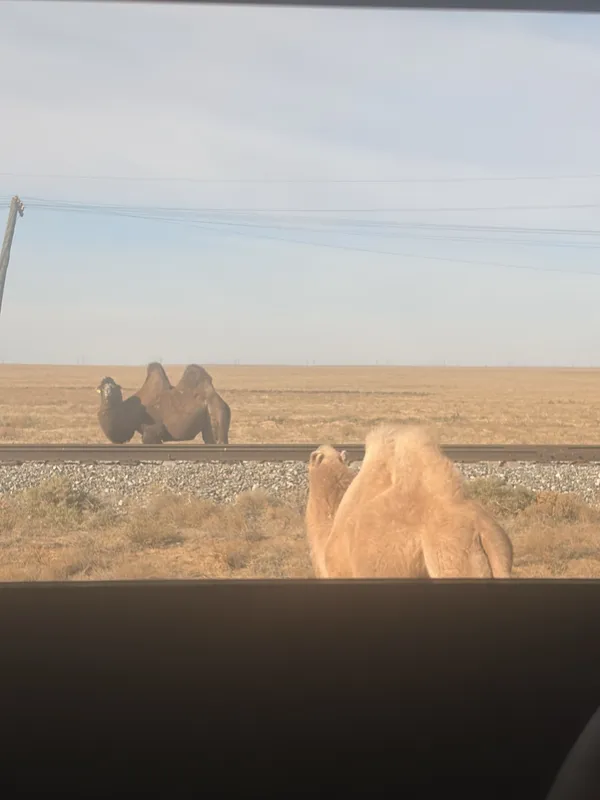 Two Bactrian camels standing by the roadside on the open steppe.