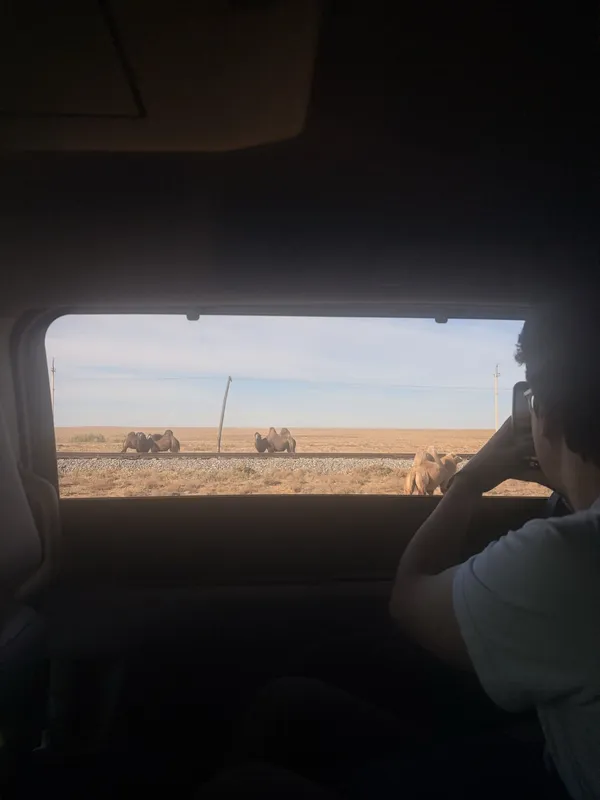 Camels seen through the car window, a passenger photographing them.